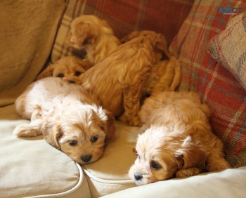 Cavapoo Puppies for rehoming