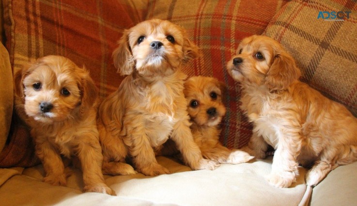 Cavapoo Puppies for rehoming