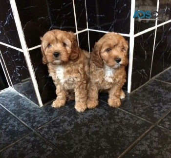 Cavapoo Puppies for rehoming