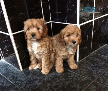 Cavapoo Puppies for rehoming