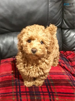 Cavapoo Puppies for rehoming