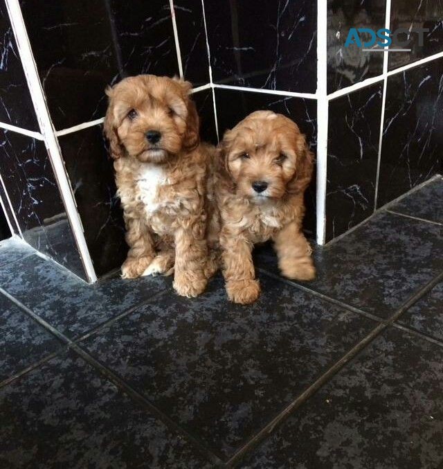 Cavapoo Puppies for rehoming