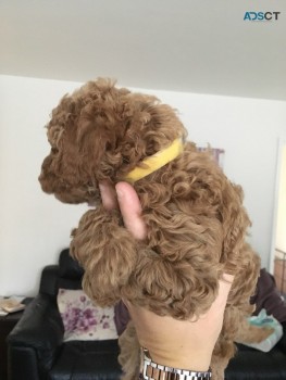 Cavapoo Puppies for rehoming