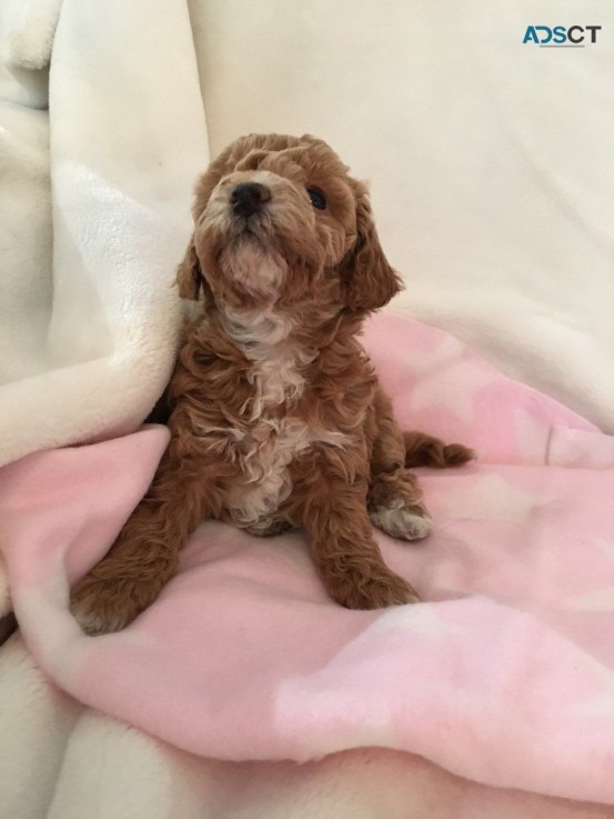 Cavapoo Puppies for rehoming