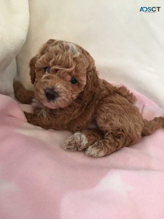 Cavapoo Puppies for rehoming