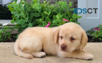 Labrador Retriever