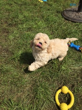 cavapoo puppy