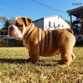 Adorable English bulldog puppy