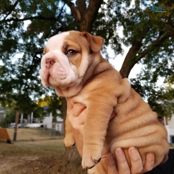 Adorable English bulldog puppy