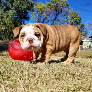 Cute English bulldog puppy for sale 