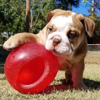 Cute English bulldog puppy for sale 