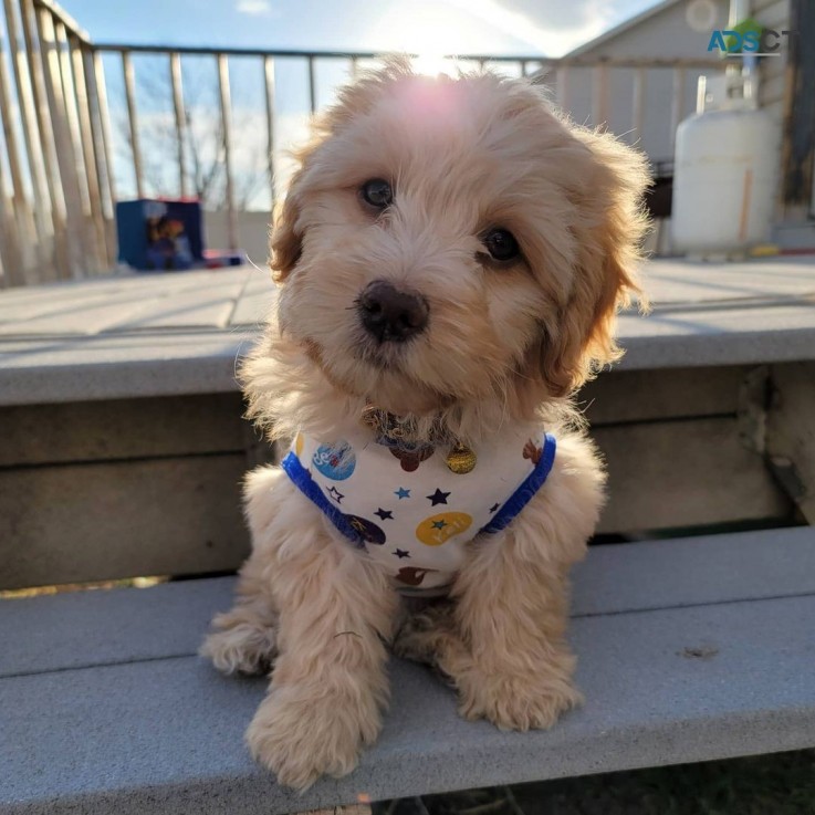 Registered Maltipoo for sale 