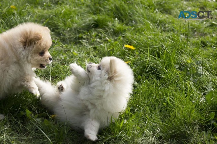 Beautiful Purebred male and female Pomer