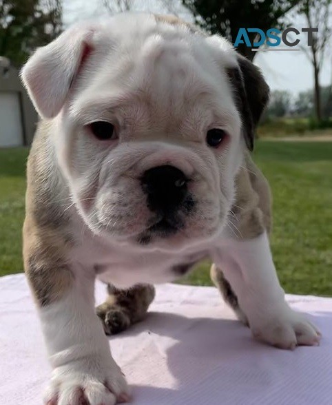 English bulldog for sell