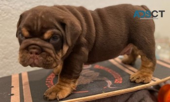 English bulldog for sell