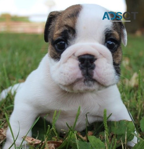 English Bulldog puppies for sale 