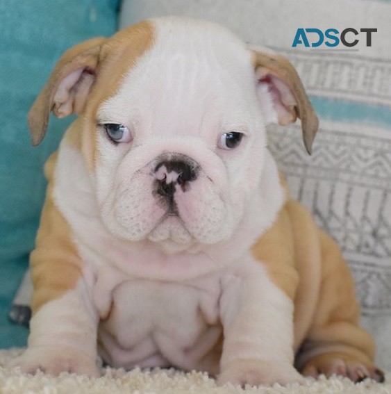 English Bulldog puppies for sale 