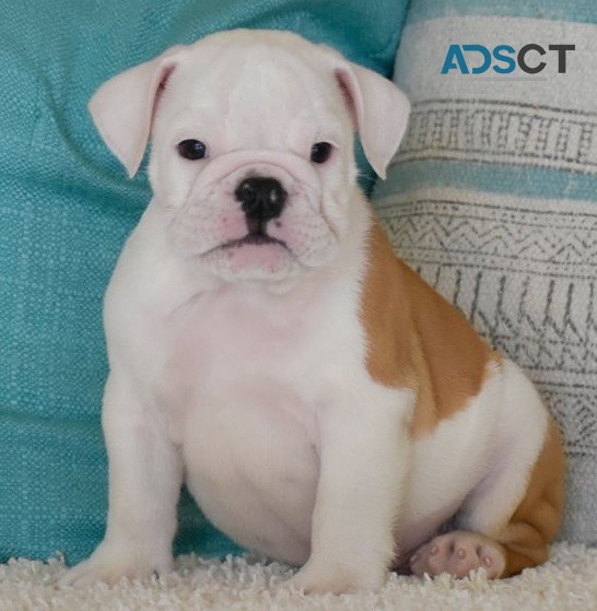 English Bulldog puppies for sale 