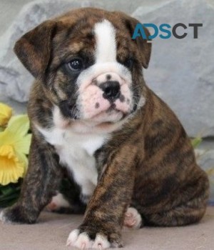 English Bulldog puppies for sale 