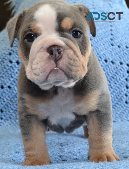 English Bulldog puppies for sale 