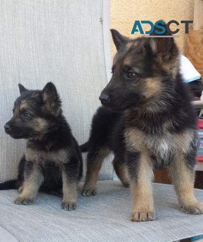 German Shepherd Puppies For Sale