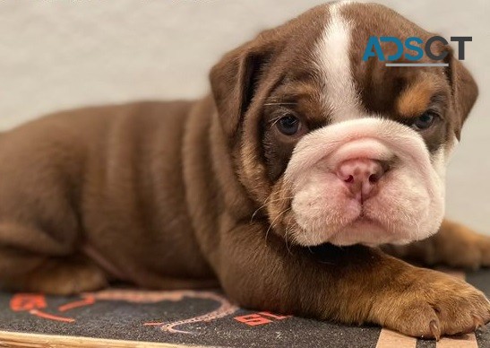 English bulldog for sell