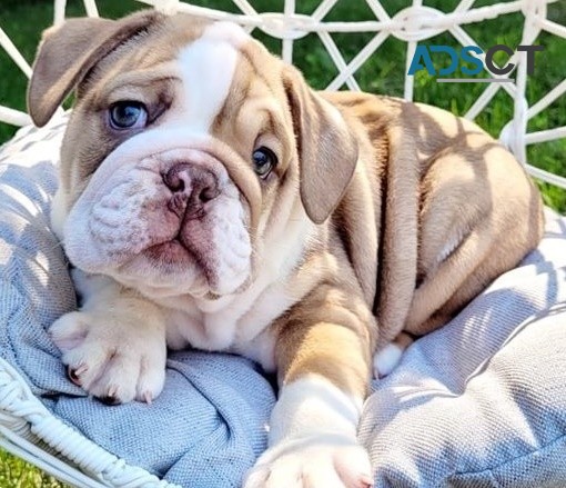 English Bulldog puppies for sale 