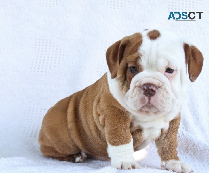 English Bulldog puppies for sale 