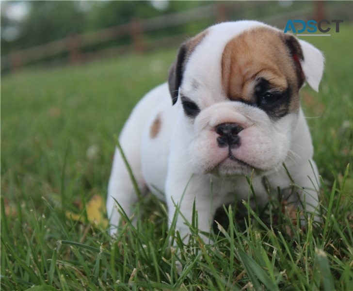 English Bulldog puppies for sale 