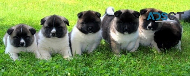 Akita Puppies For Sale