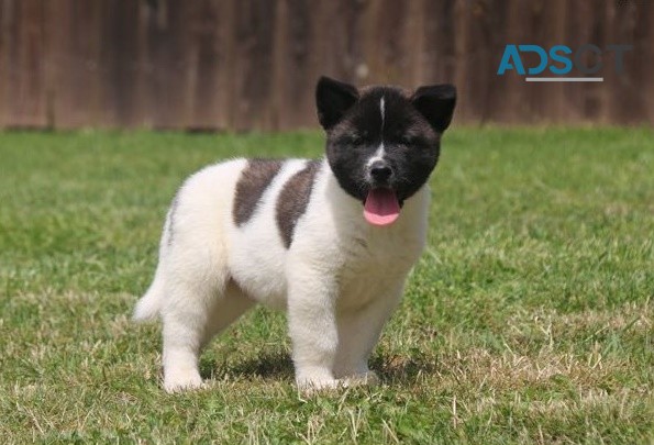 Akita Puppies For Sa