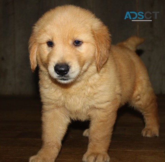 Golden Retriever puppies for sale 