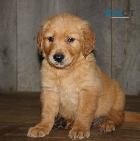 Golden Retriever puppies for sale 