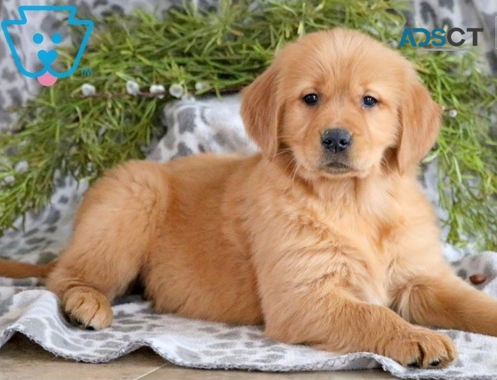 Golden Retriever puppies for sale 