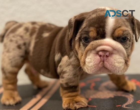 English bulldog for sell