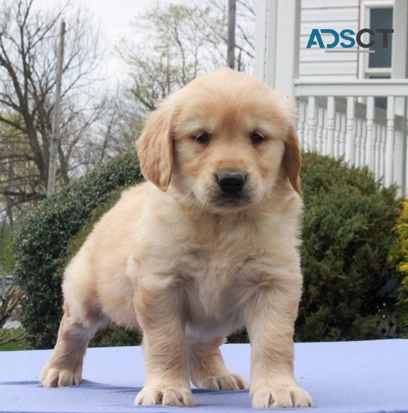 Golden Retriever puppies for sale 