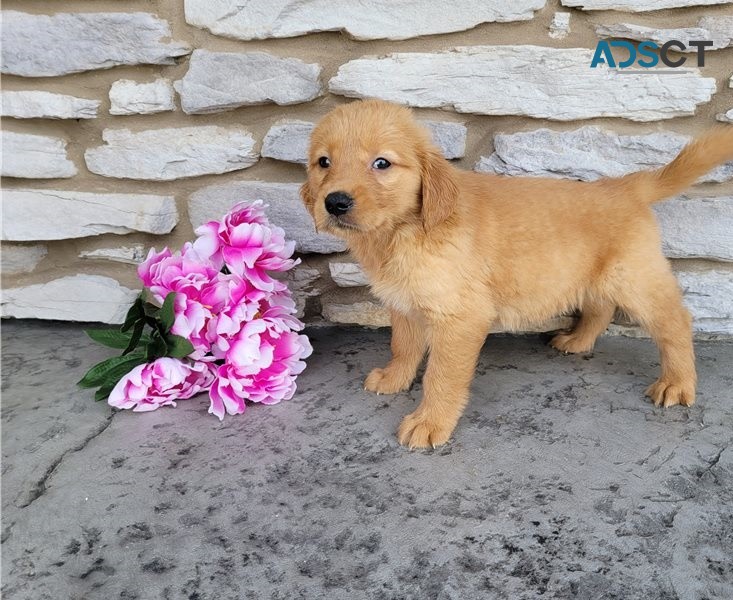 Golden Retriever puppies for sale 