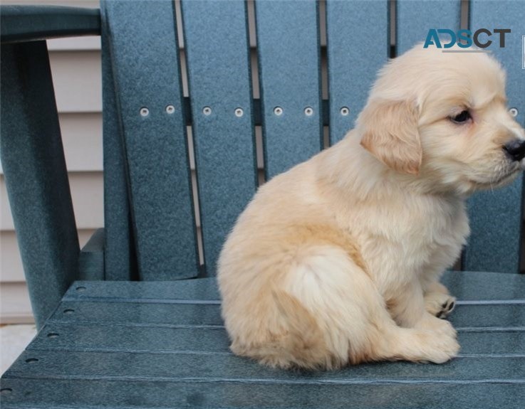 Golden Retriever puppies for sale 