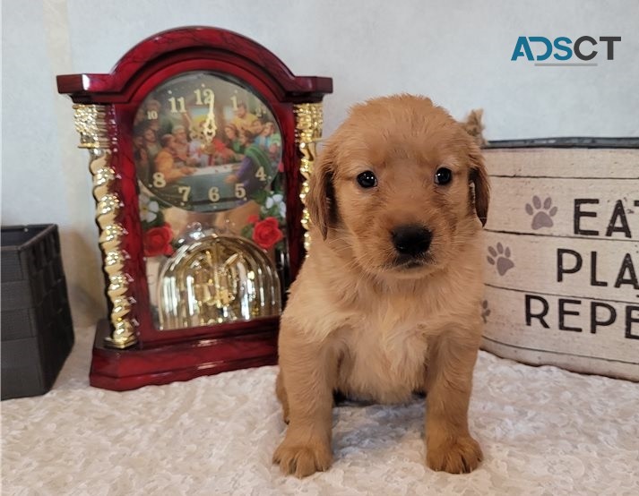 Golden Retriever puppies for sale 