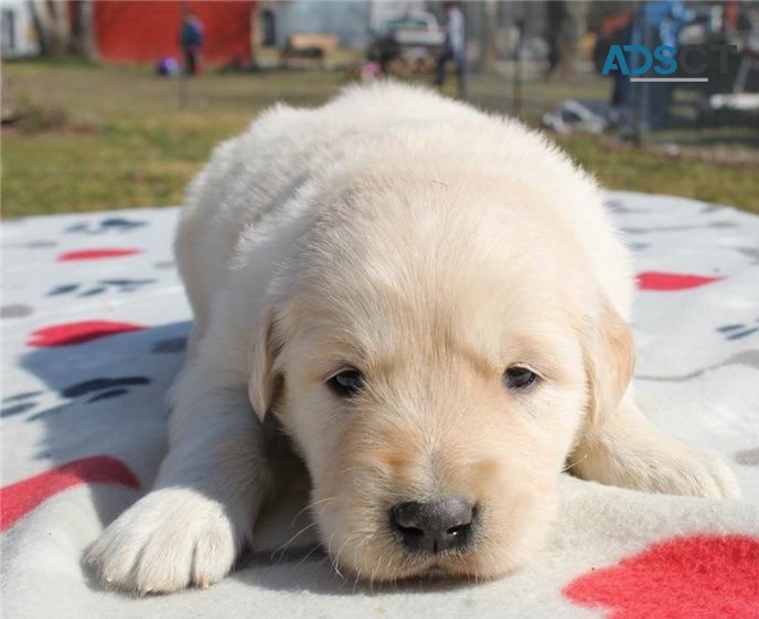 Golden Retriever puppies for sale 