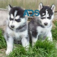 Siberian Husky Now Available for sale 