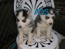 Siberian Husky Now Available for sale 