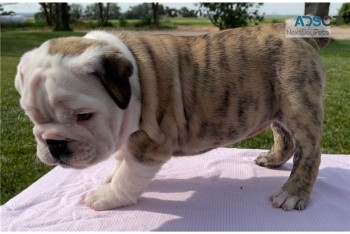 English bulldog for sell