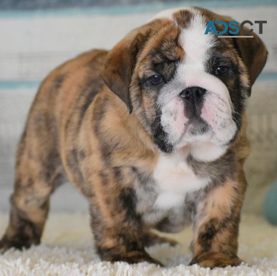 English bulldog for sell