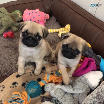 Precious male and Female Pug puppies for