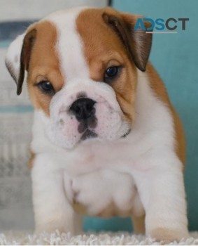 English bulldog for sell