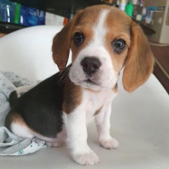 Beagle Pups for Sale