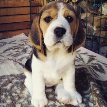 Beagle Pups for Sale