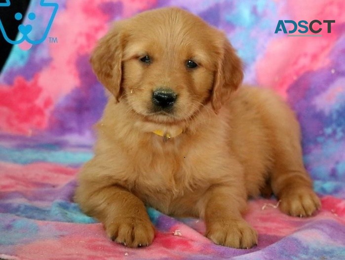 Golden Retriever puppies for sale 