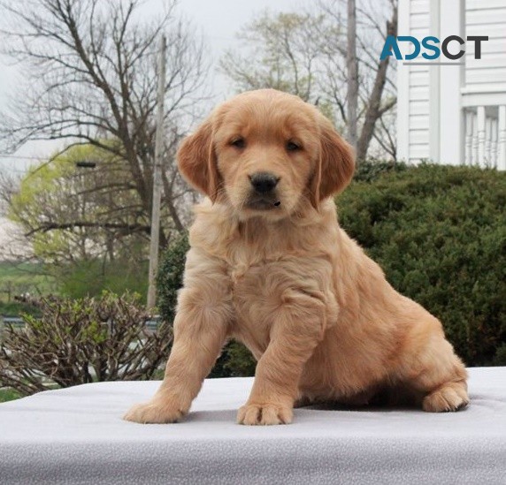 Golden Retriever puppies for sale 